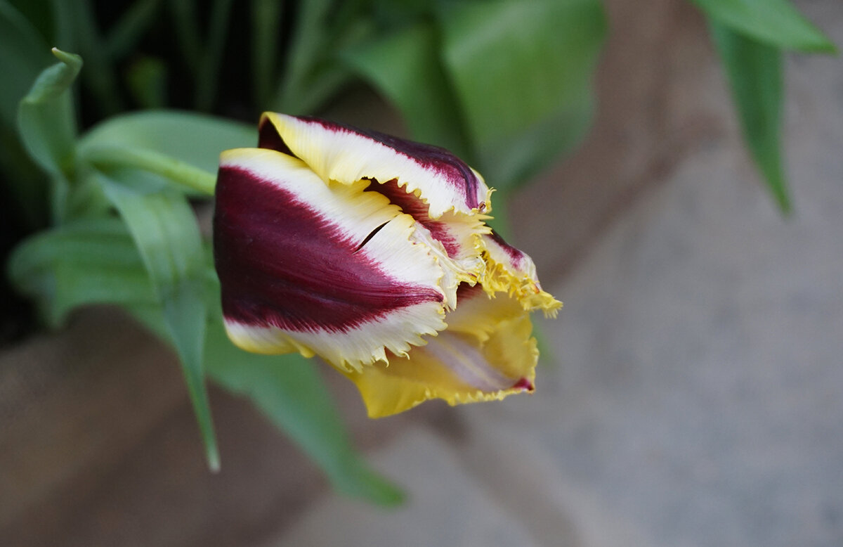 Тюльпан бахромчатый - Ольга Тюльпан бахромчатый - Ольга