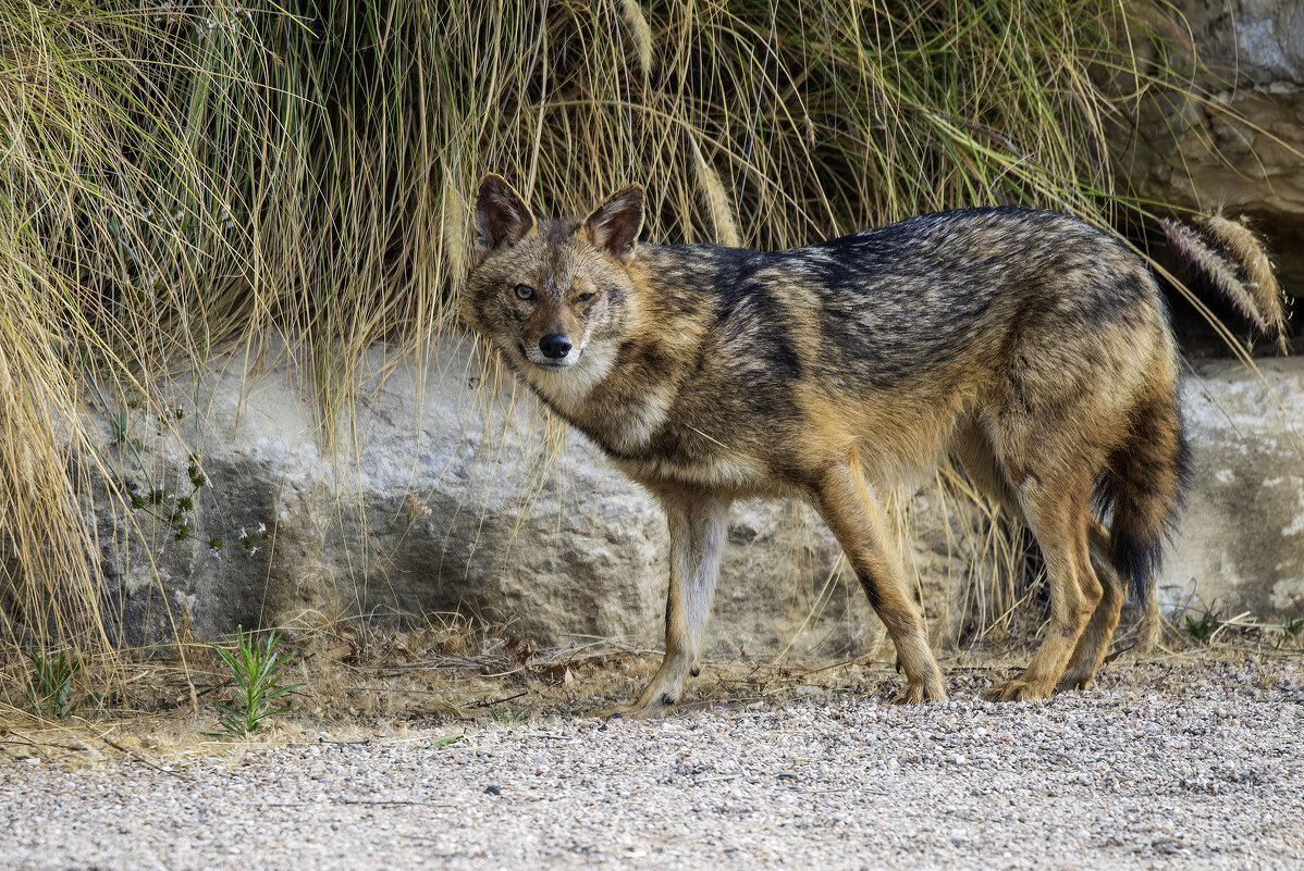 Не дефь фотограф ;) - Alexander Amromin Не дефь фотограф ;) - Alexander Amromin