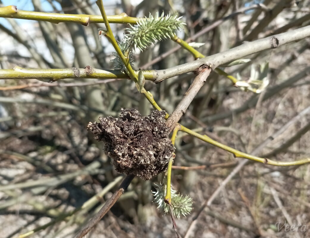 Странные шишечки на иве - Veera V Странные шишечки на иве - Veera V