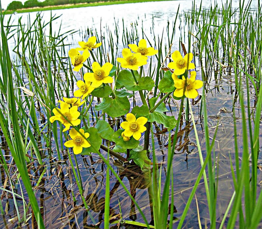 Май...На Сыром Агане цветет калужница! - Владимир 