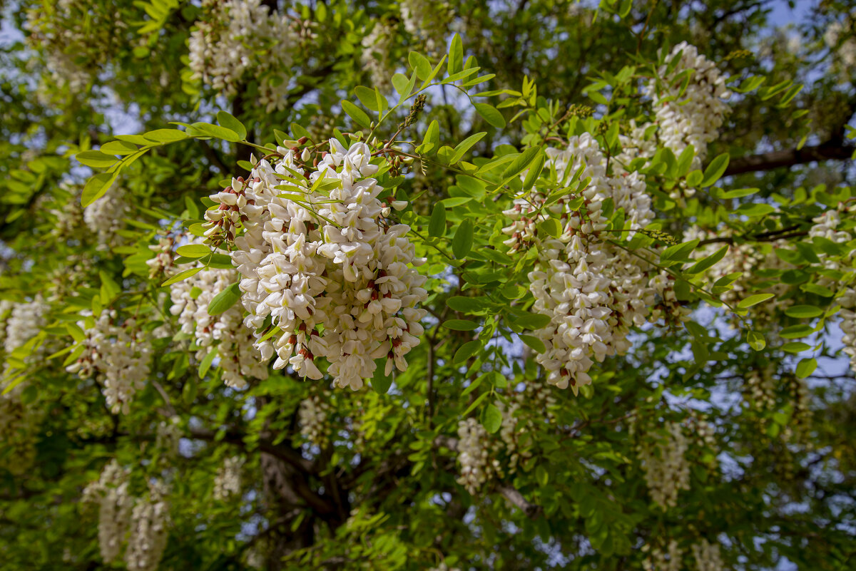 Акация - Анатолий Чикчирный Акация - Анатолий Чикчирный