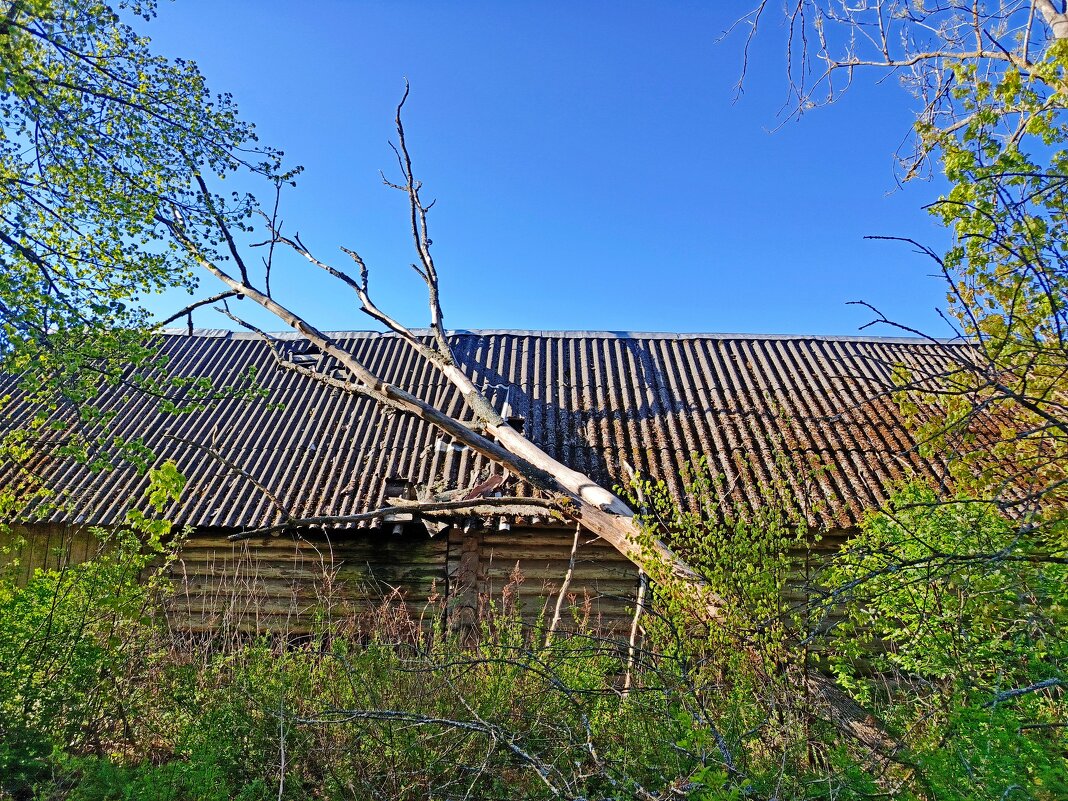 Деревья - они тоже не вечны....как и люди. - Vladimir Semenchukov Деревья - они тоже не вечны....как и люди. - Vladimir Semenchukov
