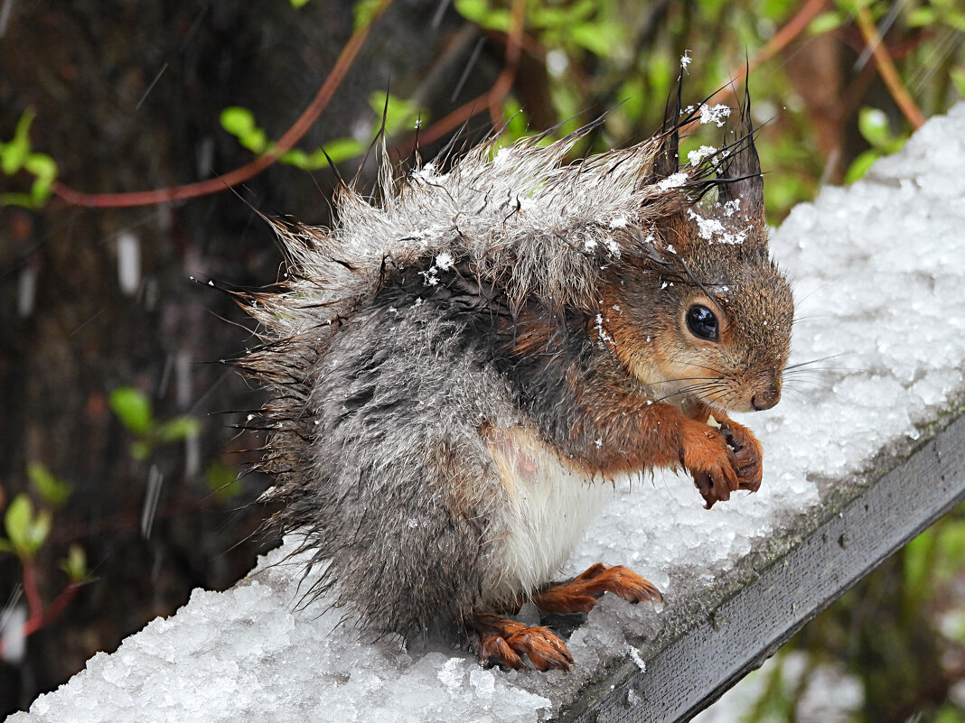 Непогода - Лина Непогода - Лина