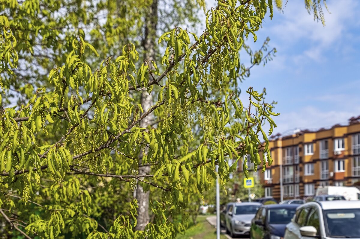 Свернулись листья от холода - Валерий Иванович