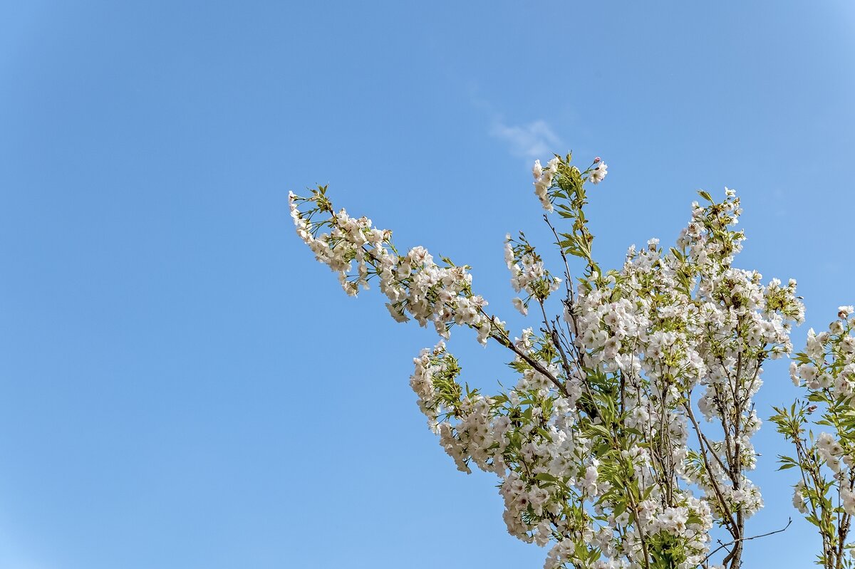 Цветущий май - Валерий Иванович Цветущий май - Валерий Иванович