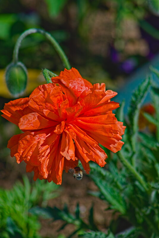 Еще позавчерашний бутон мака - Giant Tao / Еще позавчерашний бутон мака - Giant Tao /