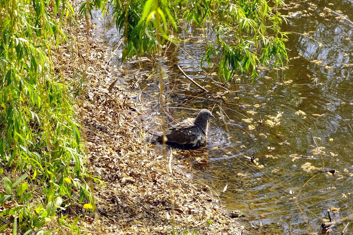 Жараа... - Фёдор Меркурьев Жараа... - Фёдор Меркурьев
