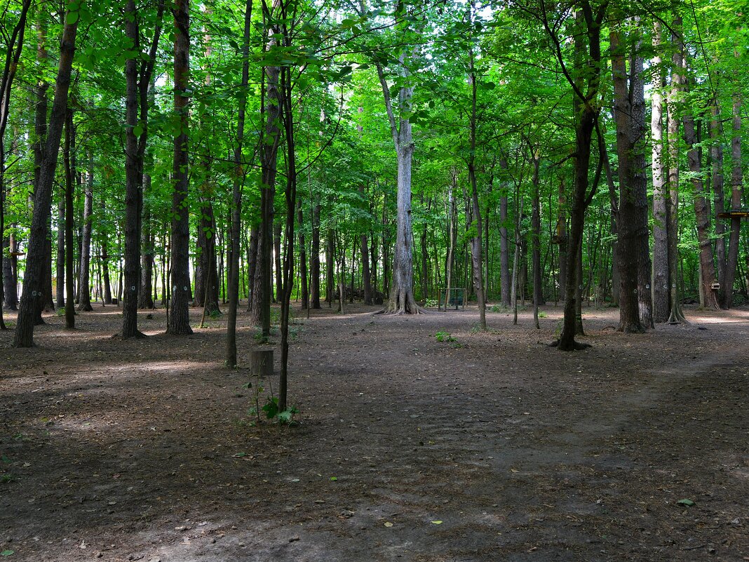 Чебоксары. Роща Гузовского в июльский полдень. - Пётр Чернега Чебоксары. Роща Гузовского в июльский полдень. - Пётр Чернега