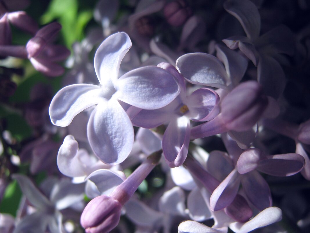 Мелодия весны - Елена Семигина