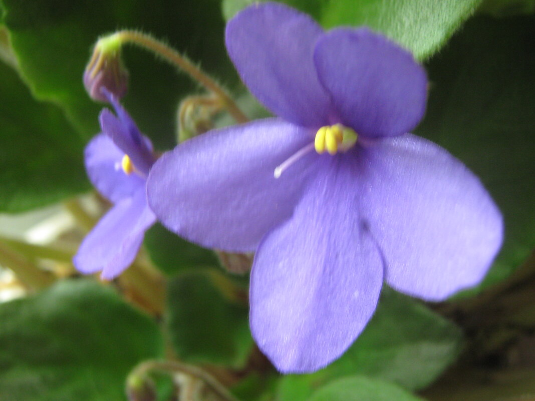 Фиалка - Елена Семигина