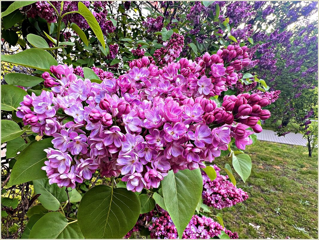 Время сирени. - Валерия Комова