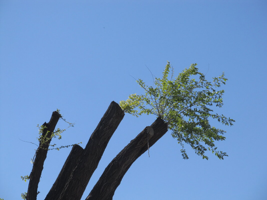 букет - Елена Шаламова