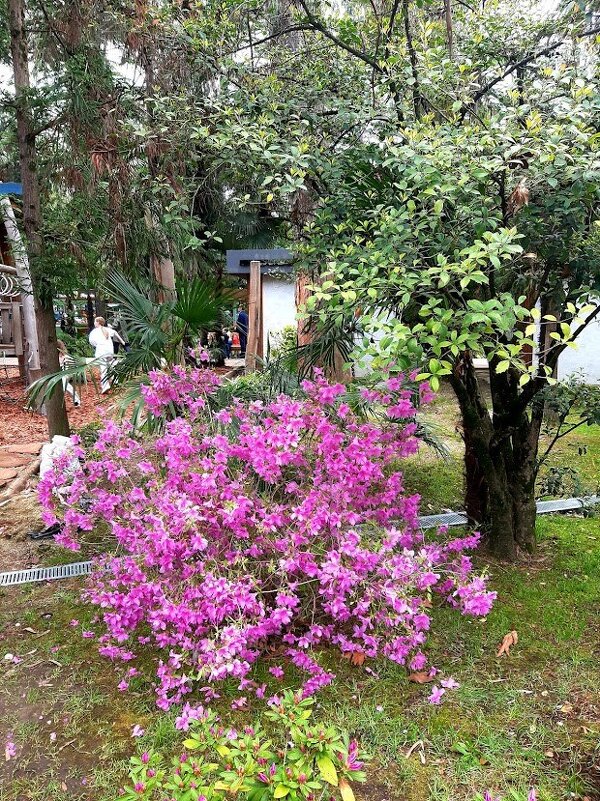 АЗАЛИЯ - Tata Wolf