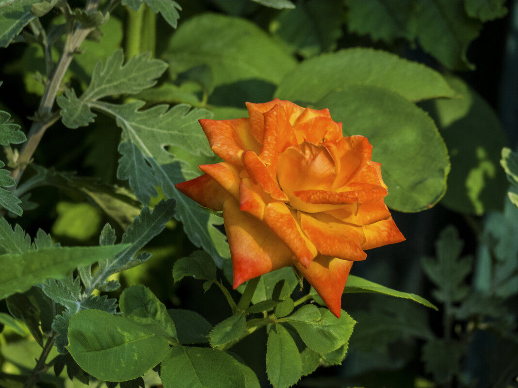 Оранжевая роза - Валентин Семчишин Оранжевая роза - Валентин Семчишин