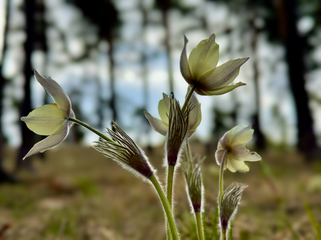 Прострел. - Сергей Адигамов Прострел. - Сергей Адигамов