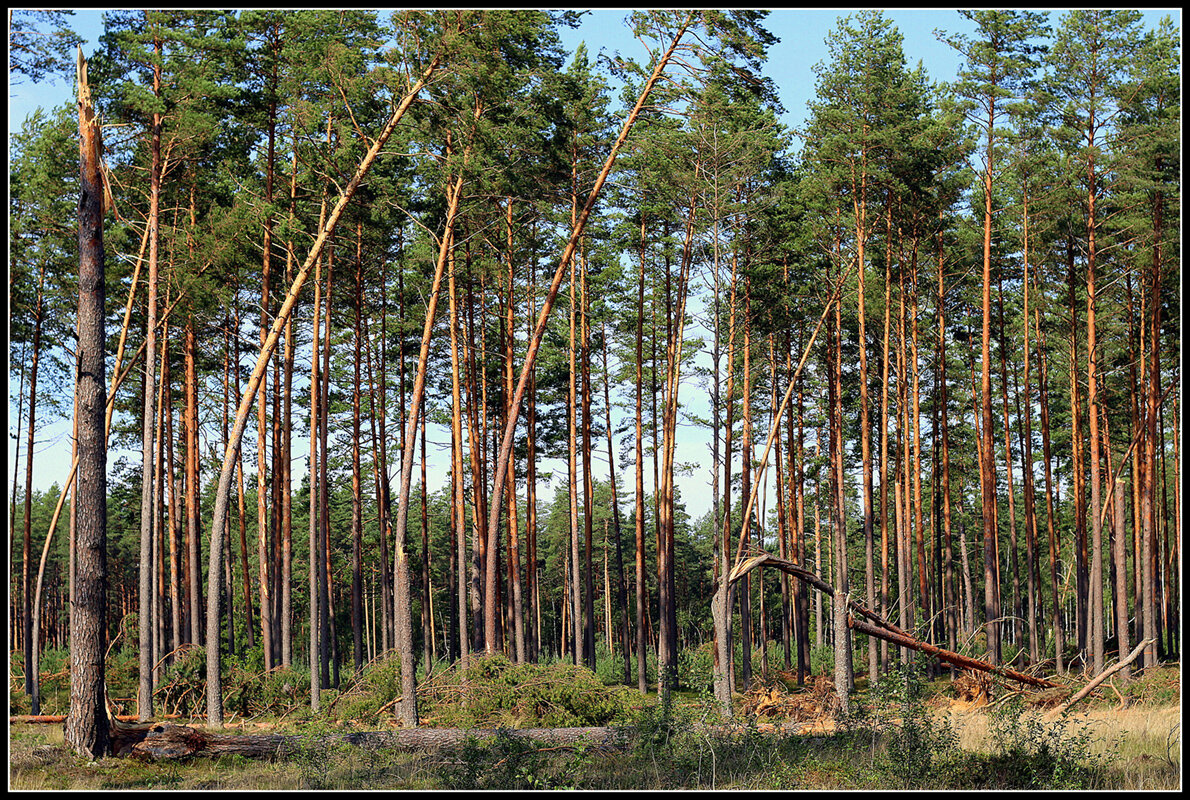 *** - Aleksandr Gal *** - Aleksandr Gal