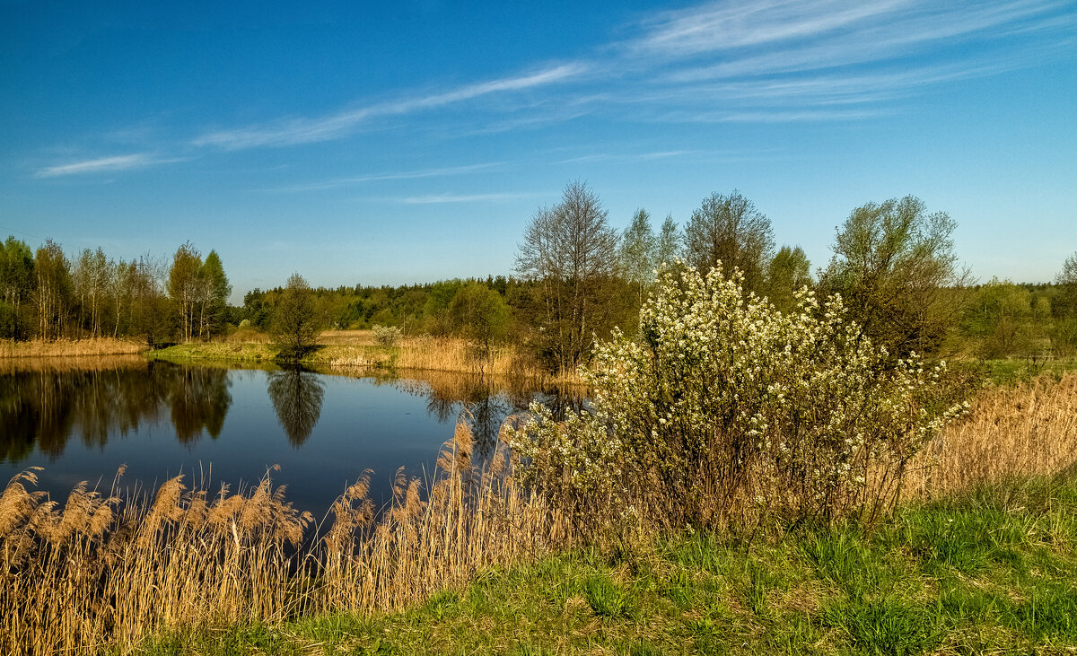 Майское утро III - Андрей Дворников Майское утро III - Андрей Дворников