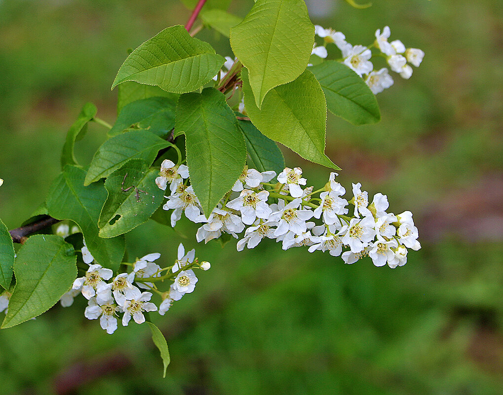 Черёмуха цветёт - Светлана Черёмуха цветёт - Светлана