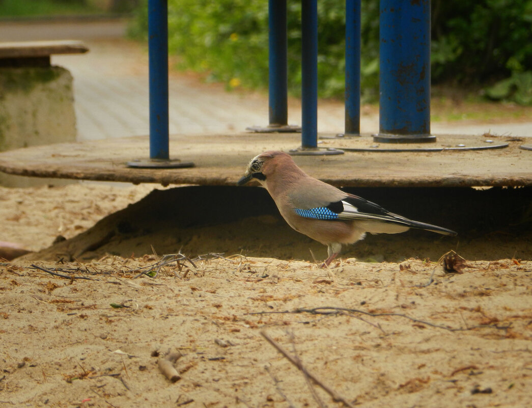 сойка - Лера сойка - Лера