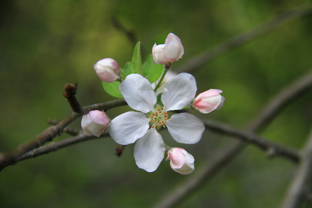 Цветок - Владимир 