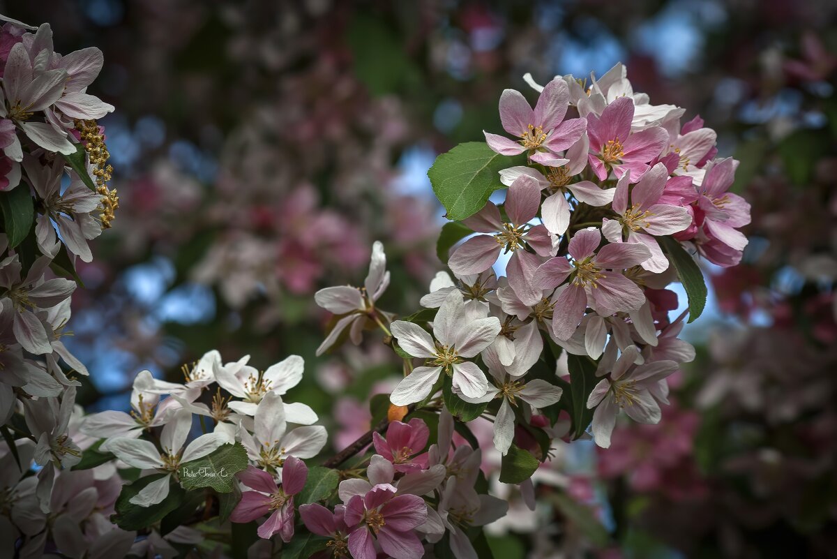 Цветущая декоративная яблоня - Евгений Лимонтов Цветущая декоративная яблоня - Евгений Лимонтов