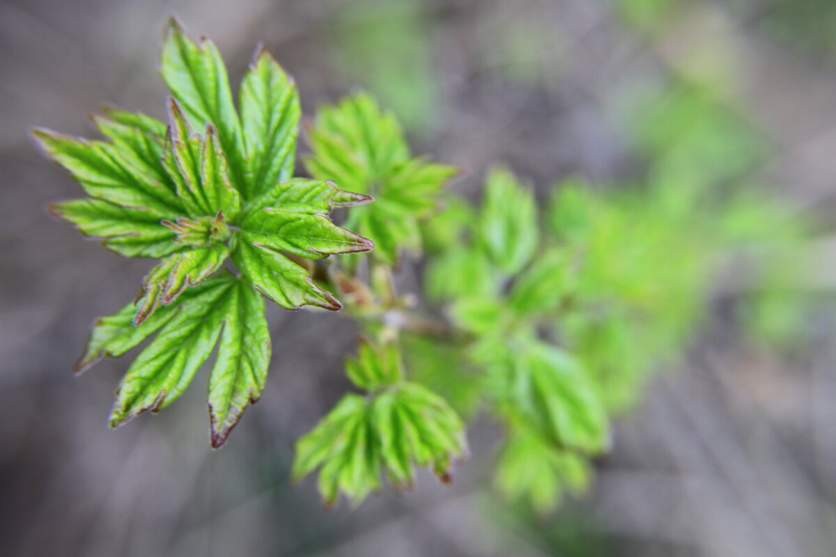 Листья - Владимир 