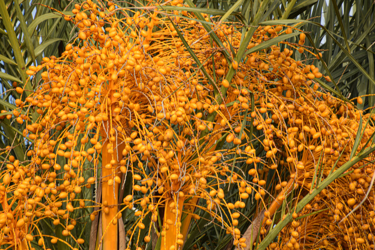 Финики - Oleg4618 Шутченко