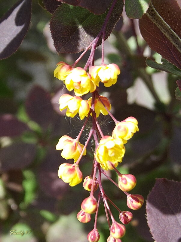 Золотые цветы барбариса… - Freddy 97 Золотые цветы барбариса… - Freddy 97
