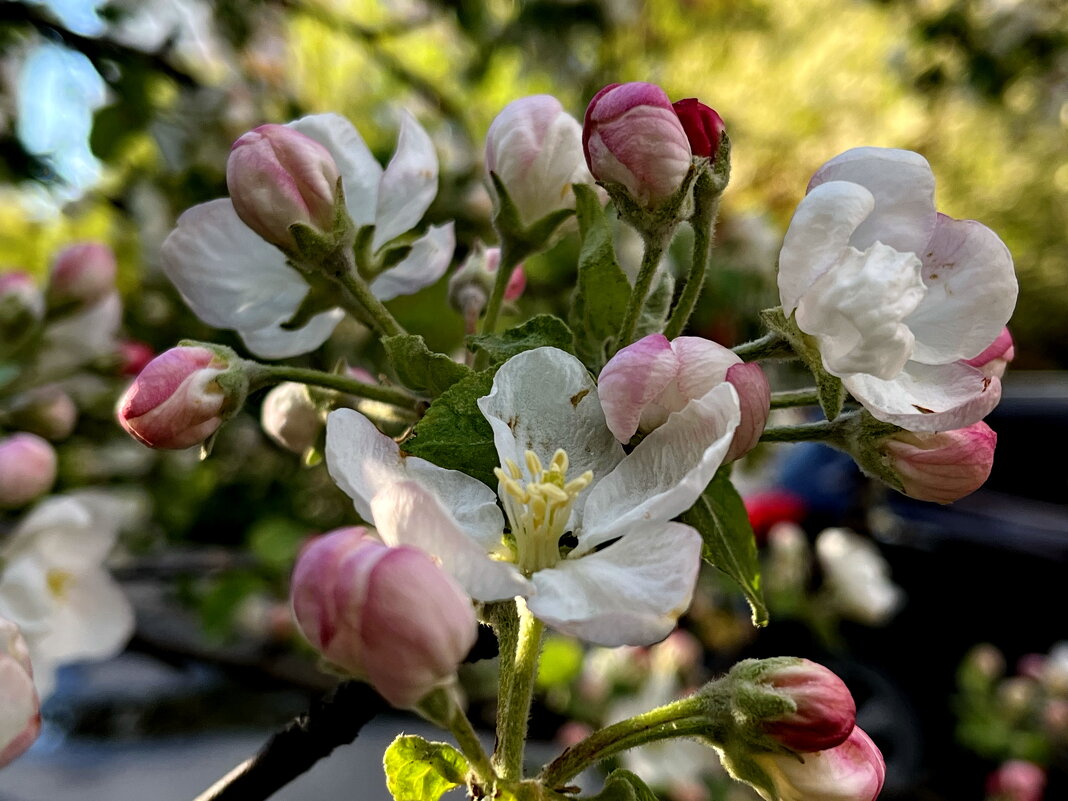 Яблони цвет. - Ирина Яблони цвет. - Ирина