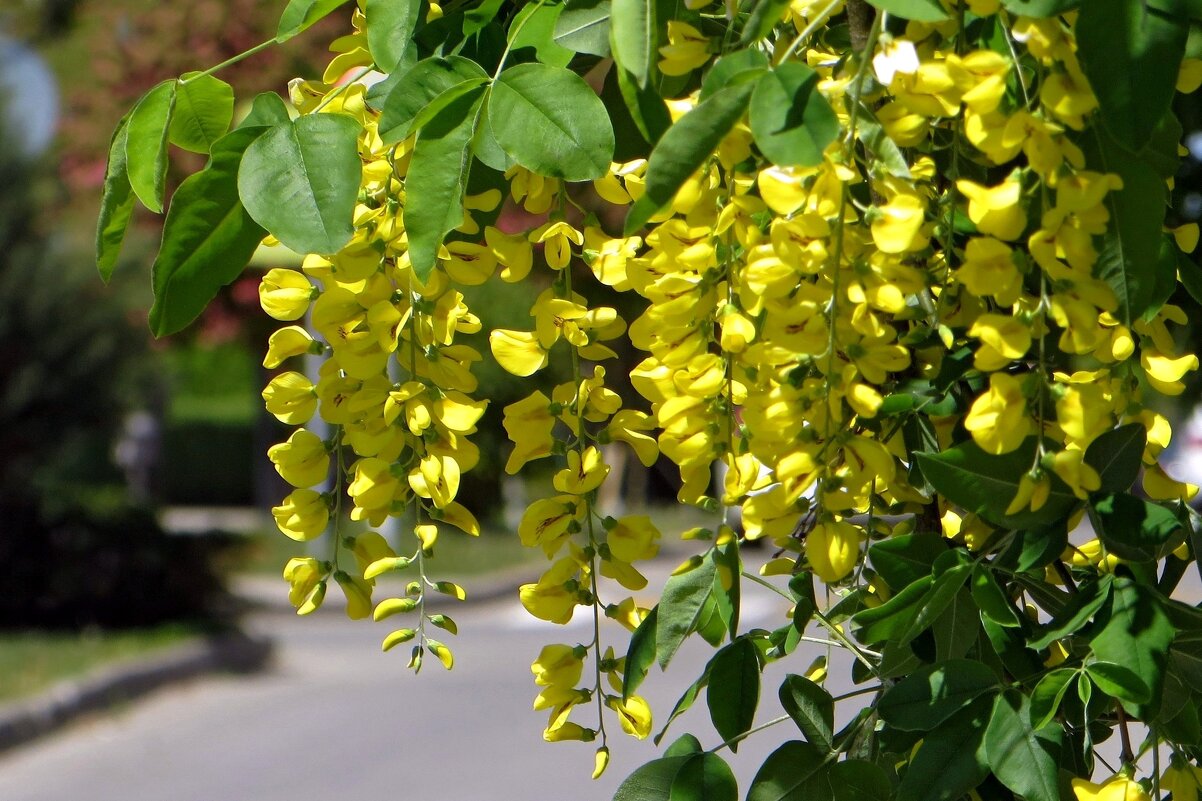 Карагана цветёт - Татьяна Смоляниченко Карагана цветёт - Татьяна Смоляниченко