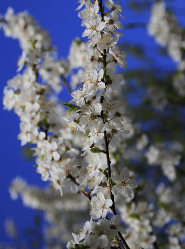 Нельзя не влюбиться в цветущий апрель.. - Татьян@ Ивановна Нельзя не влюбиться в цветущий апрель.. - Татьян@ Ивановна