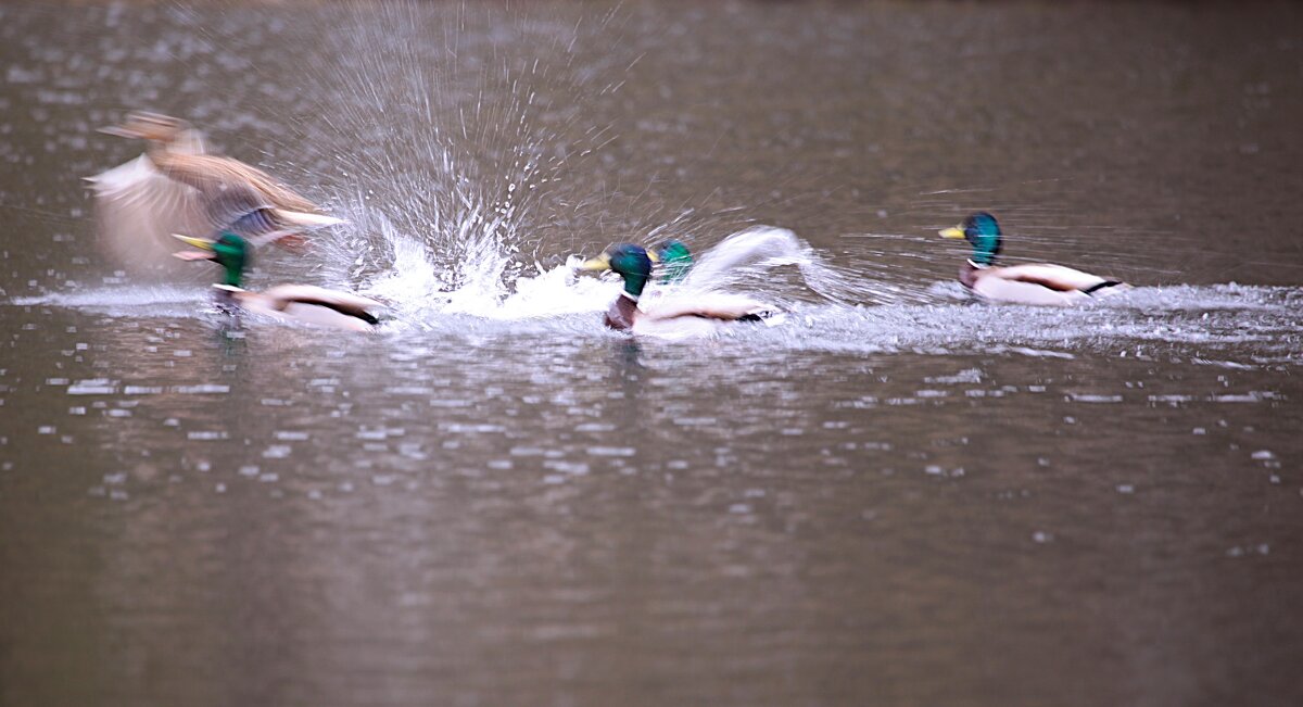 Утиное соперничество - Танзиля Завьялова