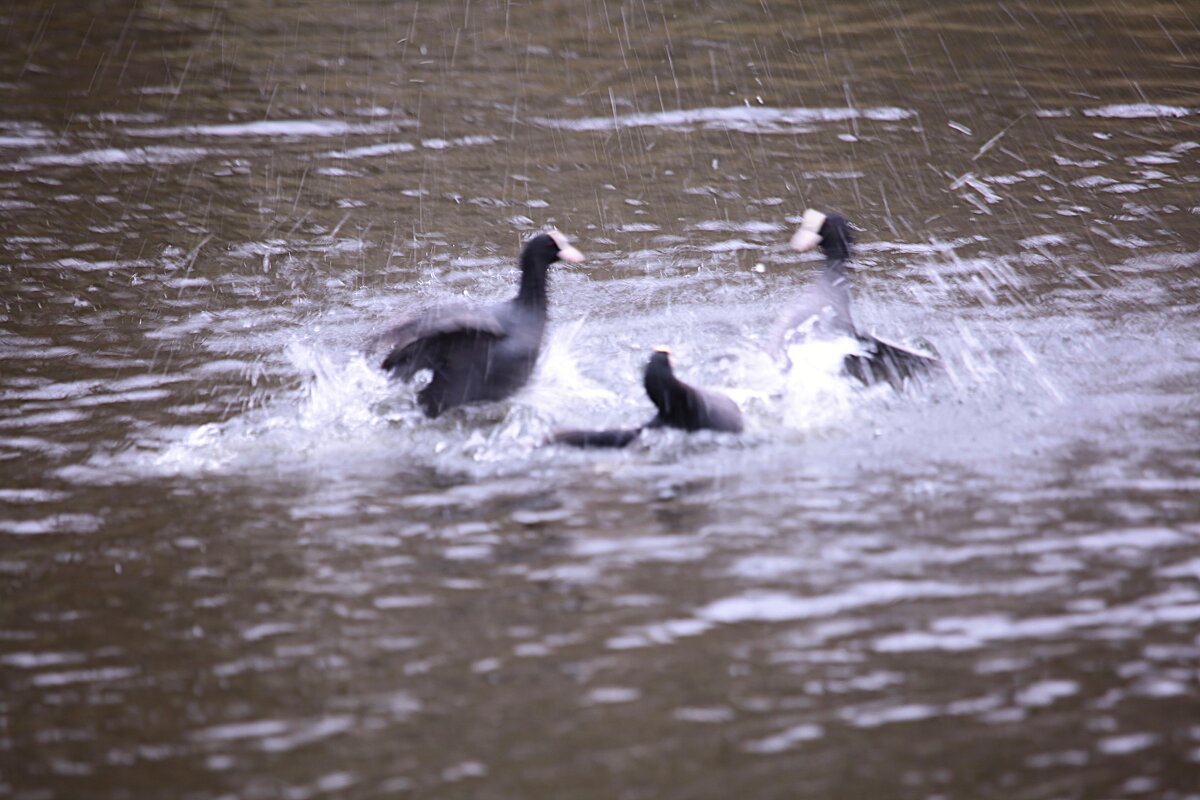 Бой лысух в пруду - Танзиля Завьялова Бой лысух в пруду - Танзиля Завьялова