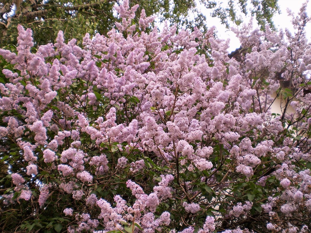 Май. - Венера Чуйкова Май. - Венера Чуйкова