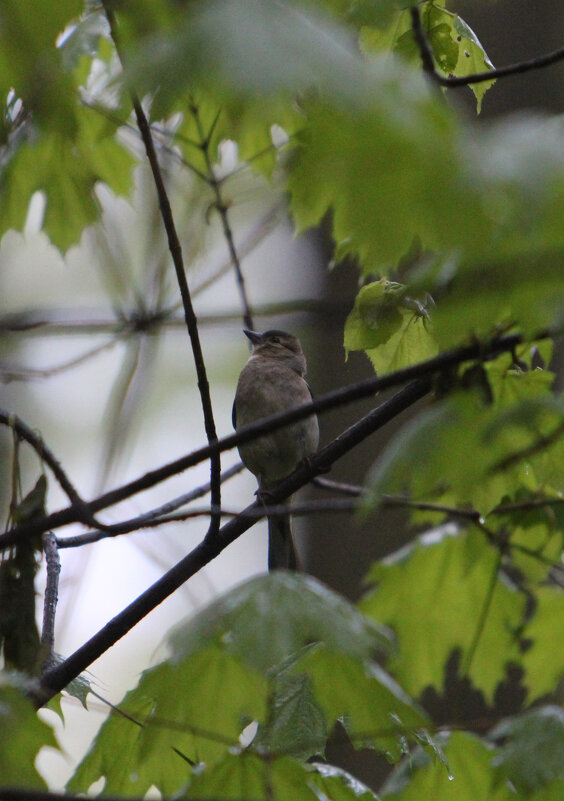 Птичка - Николай (dr.Zlo) Кузнецов