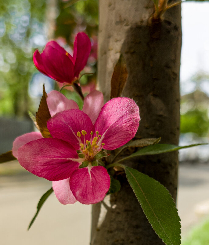 Яблоневый цвет - Дмитрий Коноплев