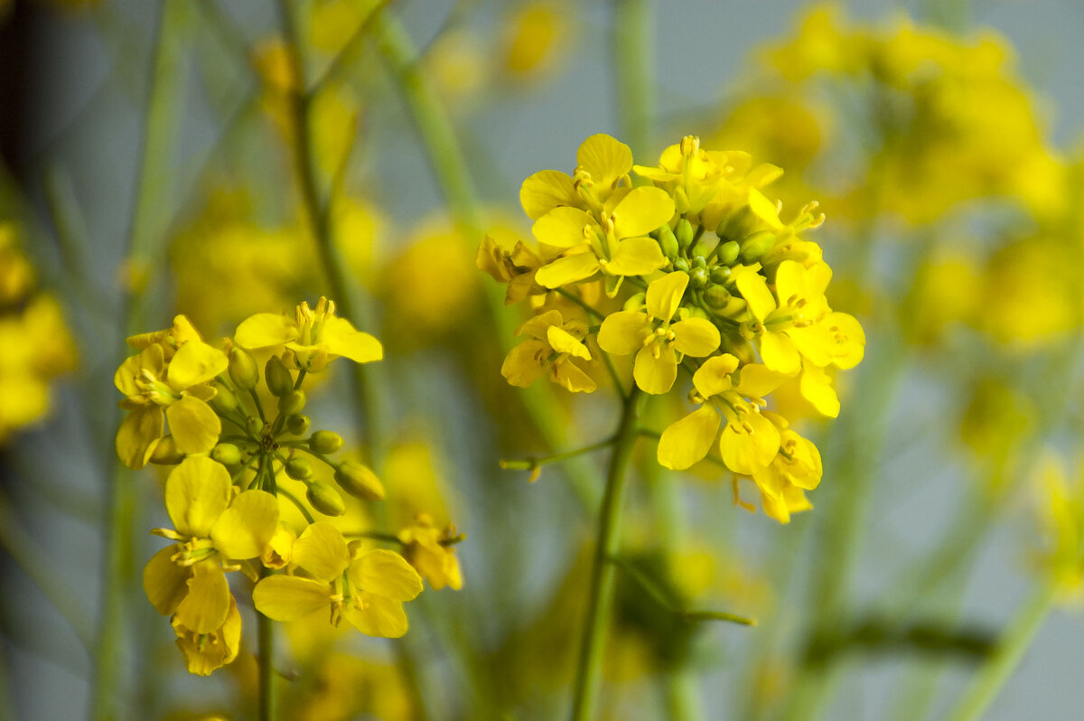 Рапс - Елена Пономарева Рапс - Елена Пономарева