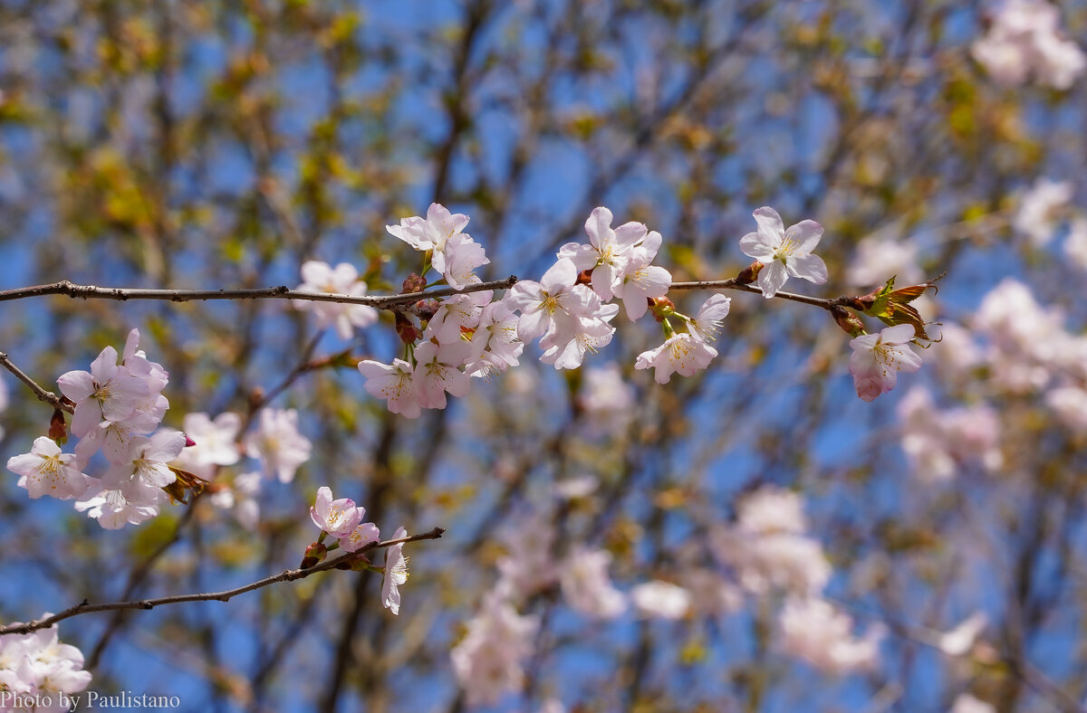 Цветущий апрель... - Владимир Жданов Цветущий апрель... - Владимир Жданов