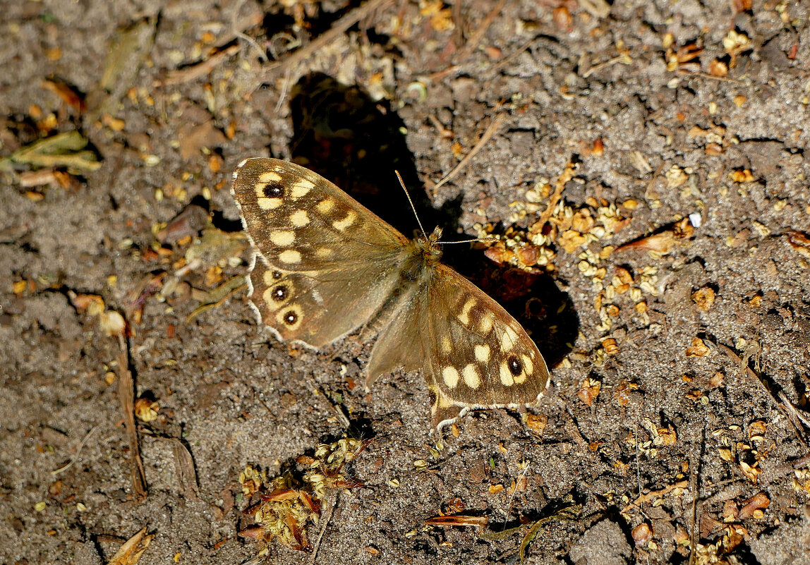 природа начала мая 3 - Александр Прокудин природа начала мая 3 - Александр Прокудин