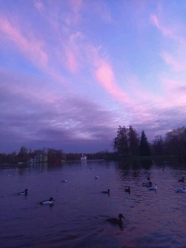 Утки на закате - Сапсан Утки на закате - Сапсан