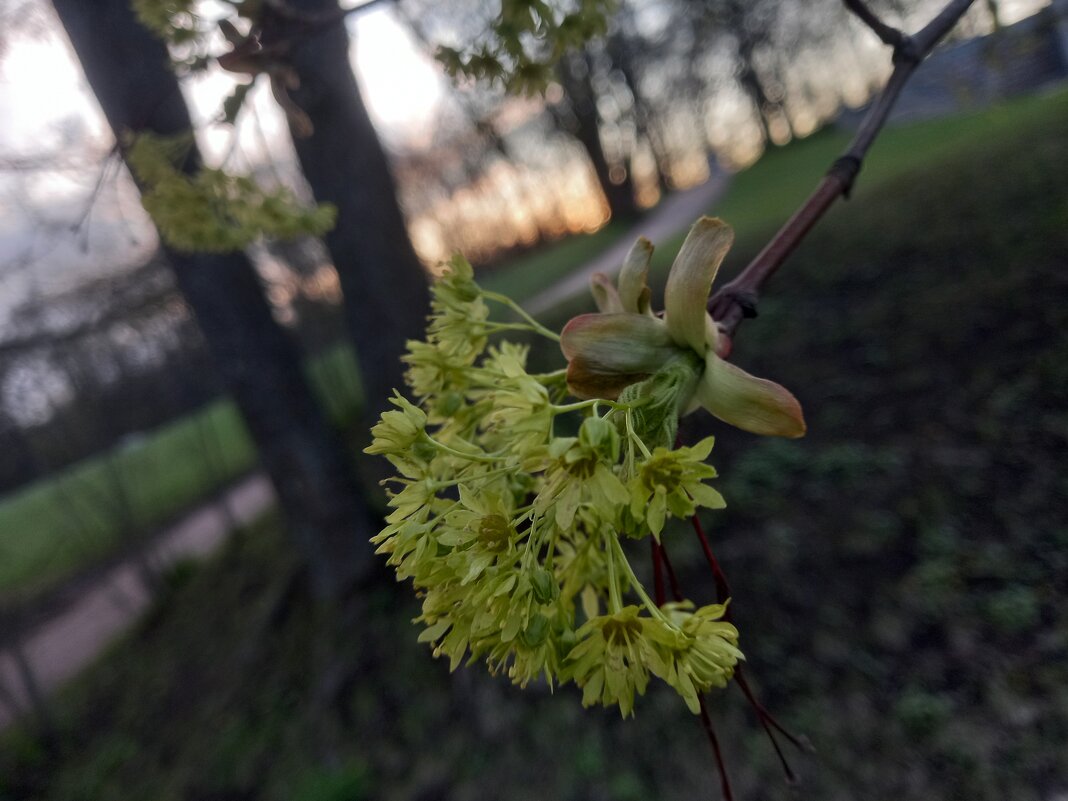 Клён - Сапсан 