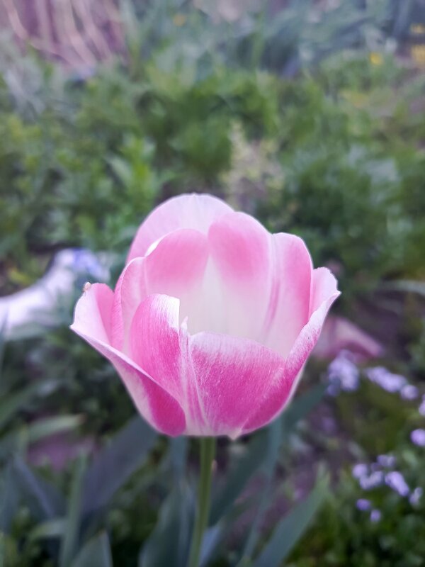 Нежный - Татьяна Пальчикова Нежный - Татьяна Пальчикова