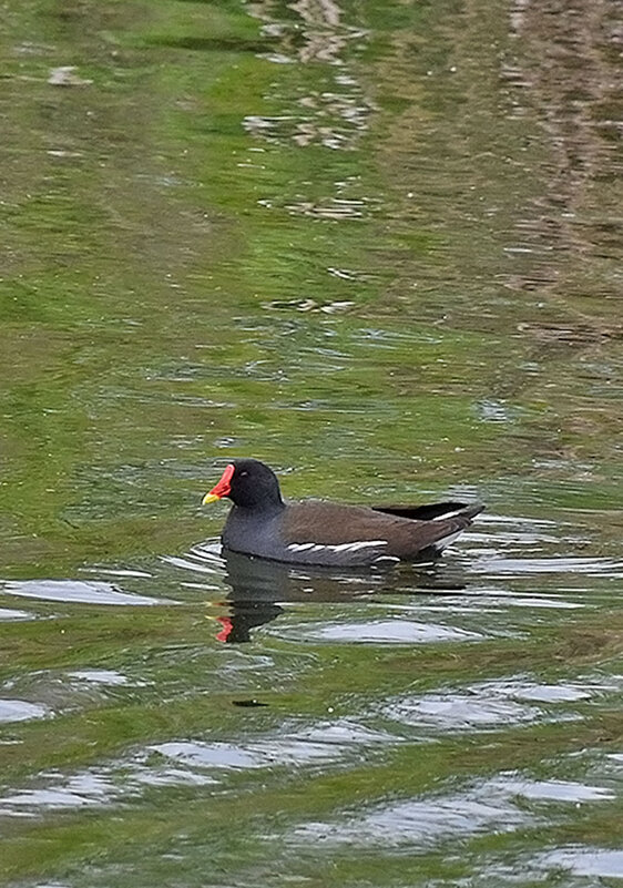 Камышница. - Валентина Нефёдова Камышница. - Валентина Нефёдова