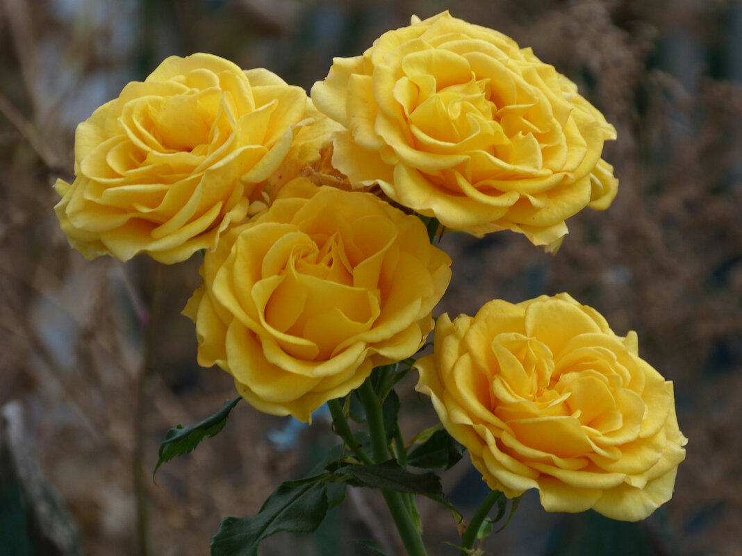 букет из жёлтых роз - Валентин Семчишин