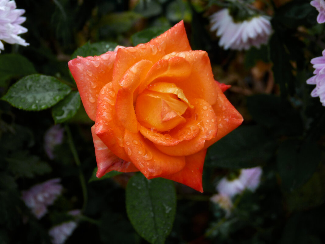 Оранжевая роза - Валентин Семчишин Оранжевая роза - Валентин Семчишин