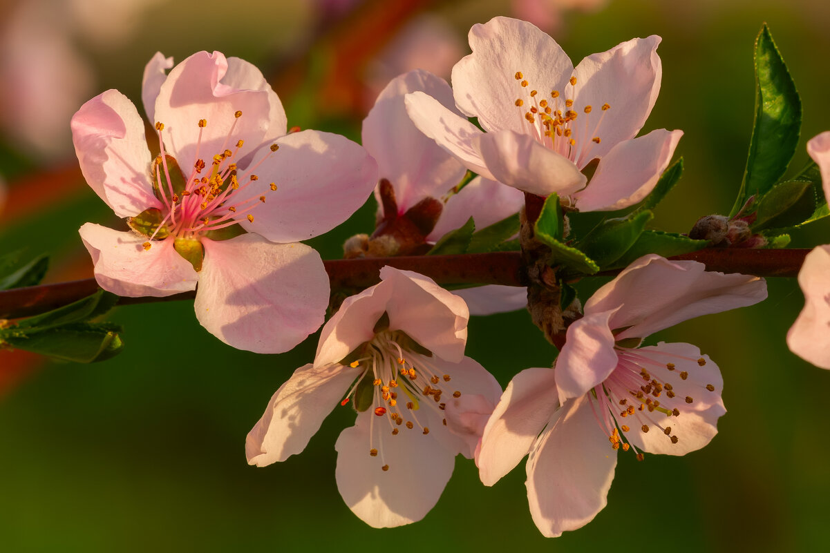 *** - Виталий Емельянов