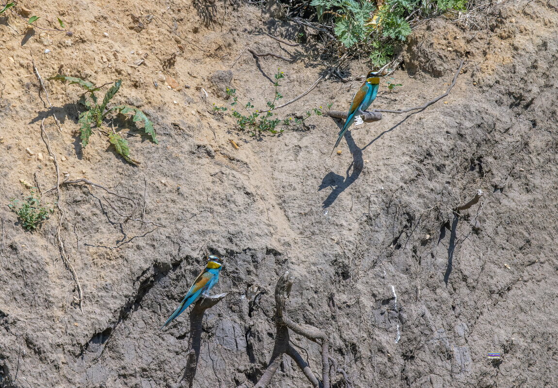 золотистые щурки. - юрий макаров золотистые щурки. - юрий макаров