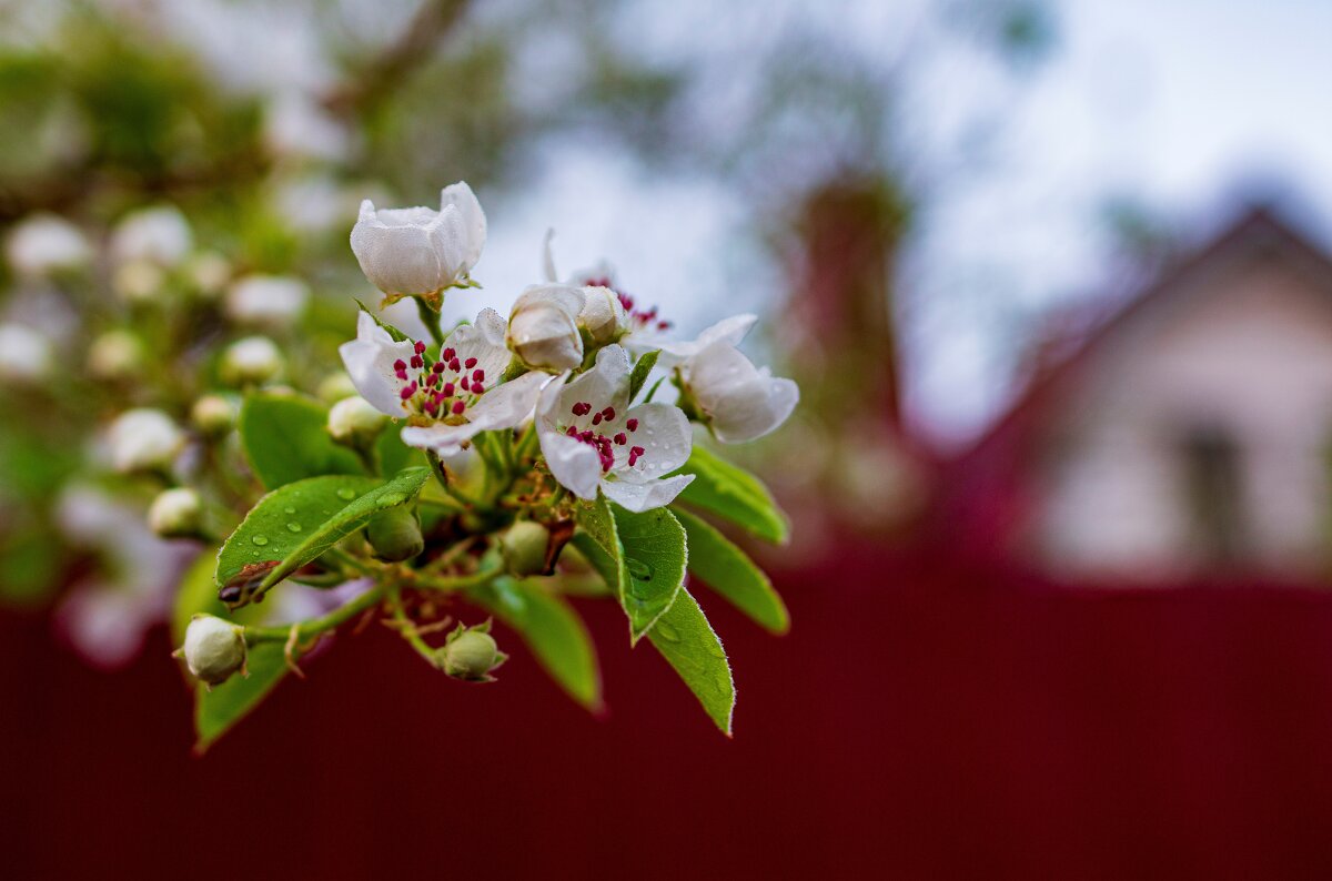 Весна - Петр 