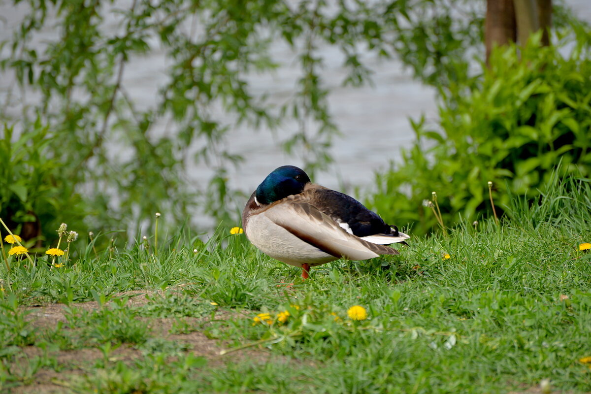 Пляжник - Сеня Белгородский