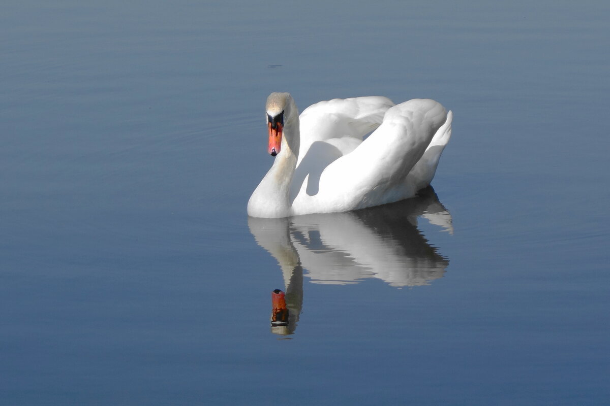 Лебедь - Рита Симонова Лебедь - Рита Симонова